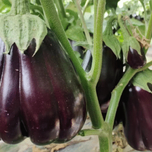 Eggplant Black beauty