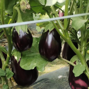 Eggplant florida market seeds