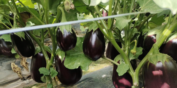 Eggplant florida market seeds