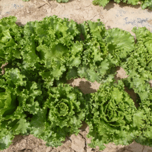 lettuce great lake seeds