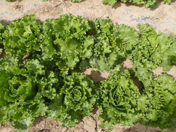 lettuce great lake seeds