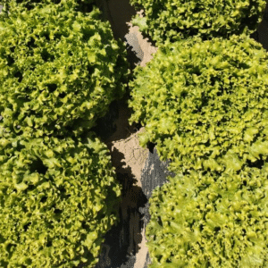 Lettuce grand replds