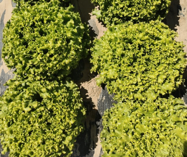 Lettuce grand replds