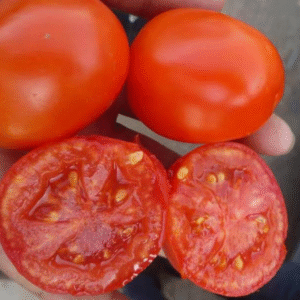Tomato UC82