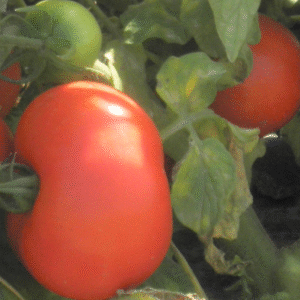 Tomato floradade