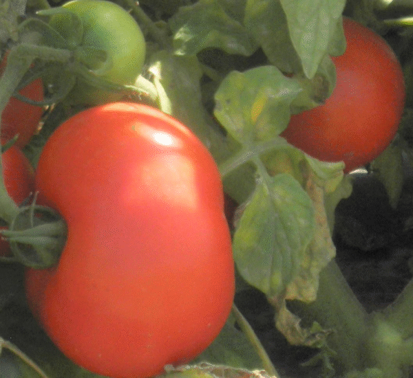 Tomato floradade