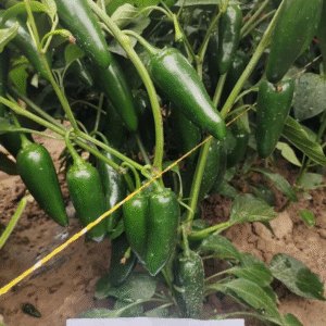 Hot Pepper Jalapeno