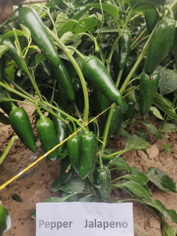 Hot Pepper Jalapeno