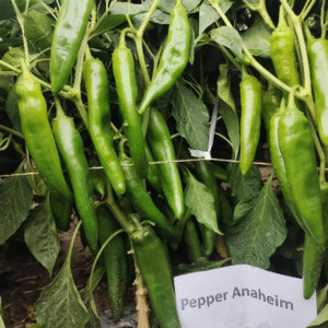 Pepper Anaheim