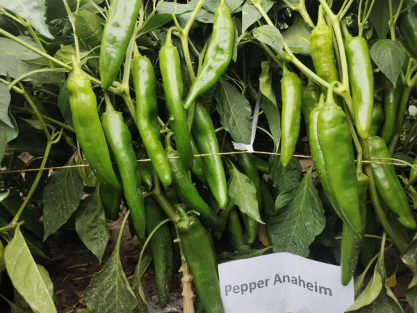 Pepper Anaheim