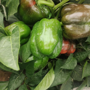 Sweet Pepper Cal.wonder