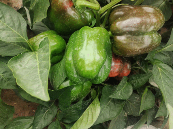 Sweet Pepper Cal.wonder