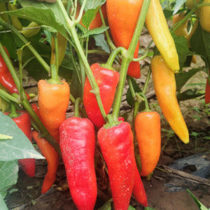 Pepper hungarian sweet wax