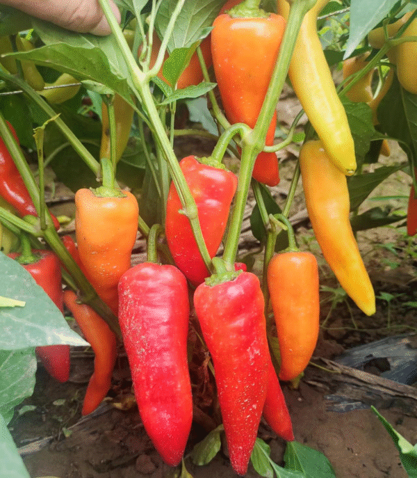 Pepper hungarian sweet wax