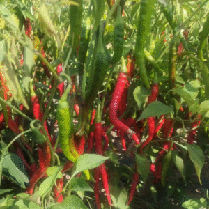 Pepper cayenne Hot Long Slim
