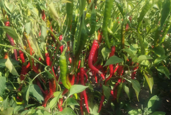 Pepper cayenne Hot Long Slim