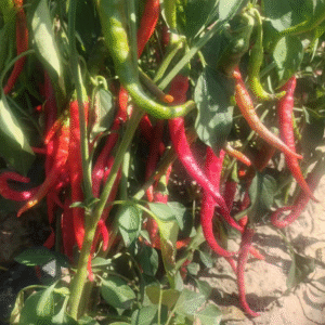 Pepper Cayenne Hot wax