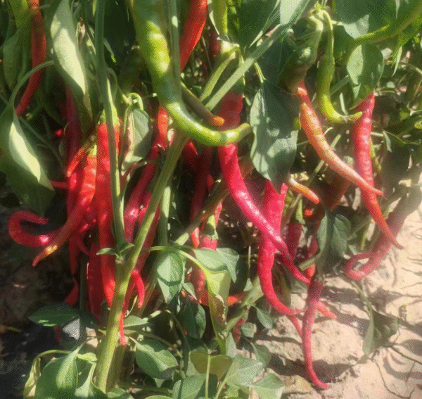 Pepper Cayenne Hot wax