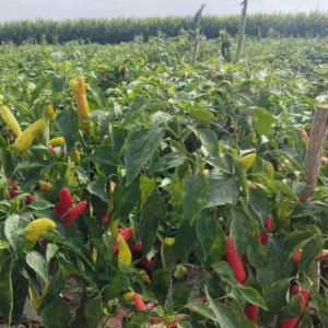 Pepper Hungarian hot wax