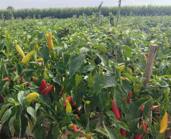 Pepper Hungarian hot wax