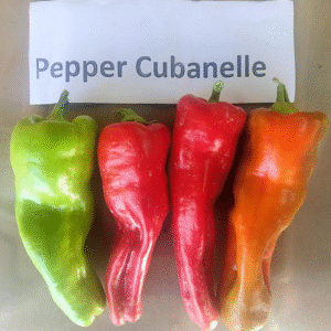 Pepper cubaenlle seed