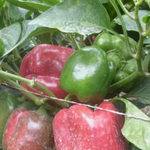 SWEET PEPPER YOLO WONDER