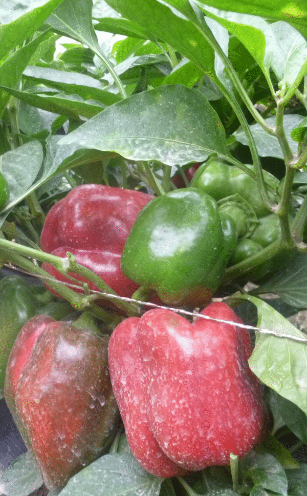 SWEET PEPPER YOLO WONDER