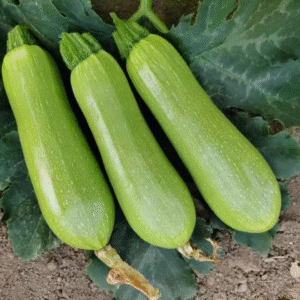 F1 SQUASH GHDIA ZUCCHINI