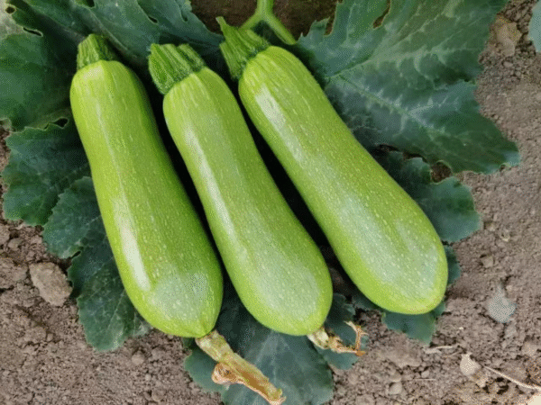 F1 SQUASH GHDIA ZUCCHINI