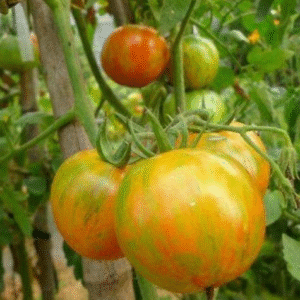 Cherry Tomato Green Color
