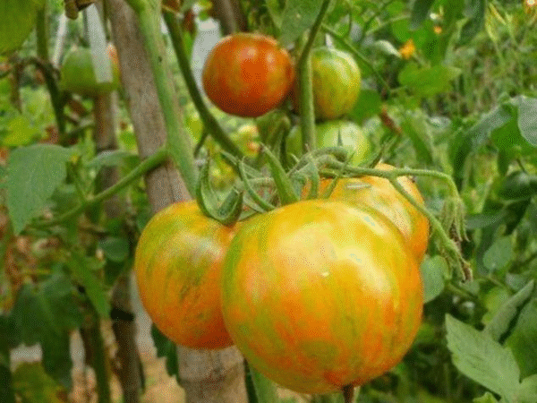 Cherry Tomato Green Color