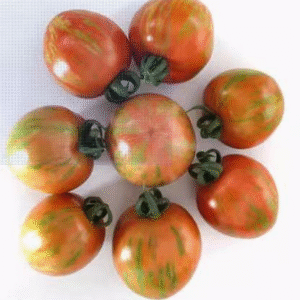 Cherry tomato purple colors