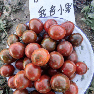 Tomato Cherry Colors Mini
