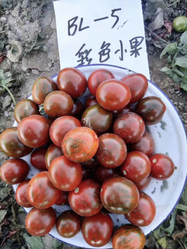 Tomato Cherry Colors Mini