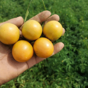 Cherry Tomato Yellow Crown