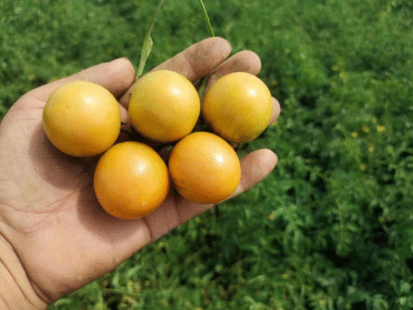 Cherry Tomato Yellow Crown