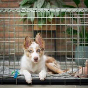 Dog cage